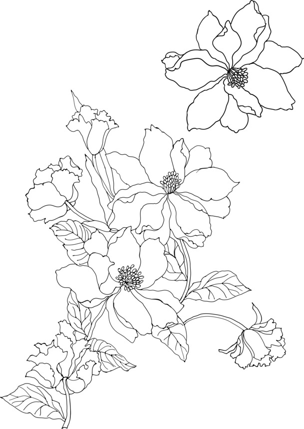矢量简笔花卉PNG透明图，高清装饰花纹，设计素材免费下载