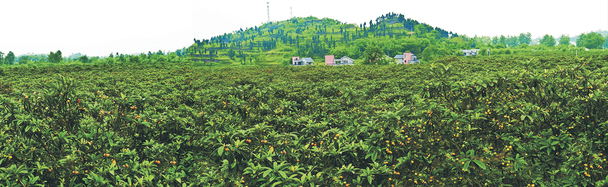 茶树漫山美景PNG透明背景，高清海报设计素材免费下载