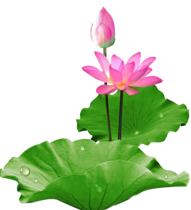 赏荷美图，高清PNG透明荷花图片，动植物元素设计素材下载