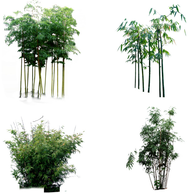 竹之韵，免费高清PNG动植物元素，透明图片设计素材下载