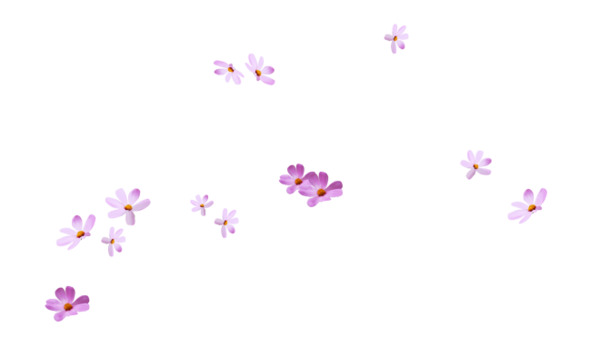 紫红色小雏菊PNG透明图，高清花瓣漂浮元素，设计素材下载