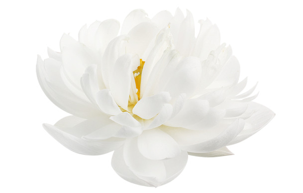 高清白莲花PNG透明图片，无暇装饰元素，植物设计素材下载