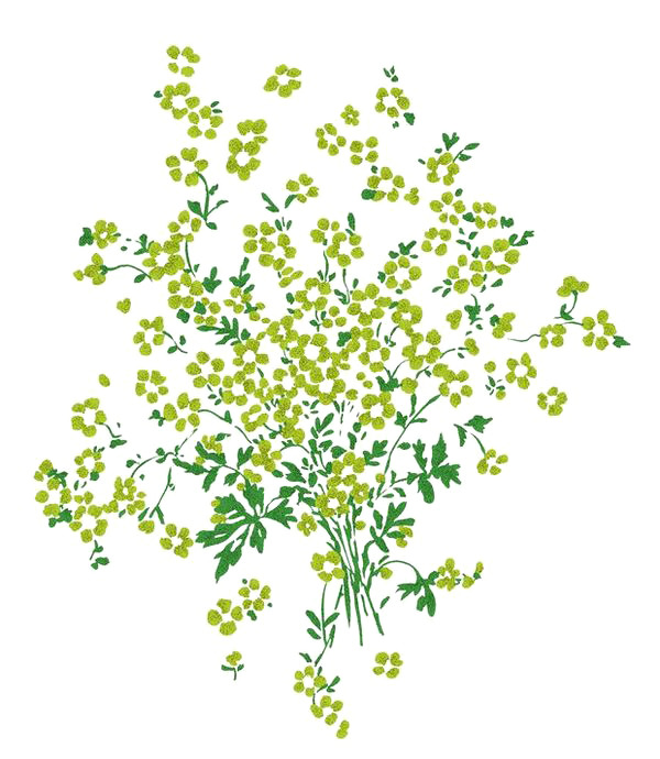满天星高清PNG透明图片，精美植物素材，设计装饰元素，免费下载