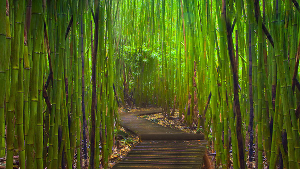 深山翠竹高清PNG透明图，摄影风景素材，设计必备下载
