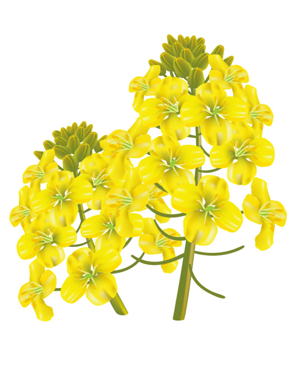 手绘卡通油菜花PNG/PSD素材，高清透明，免费下载
