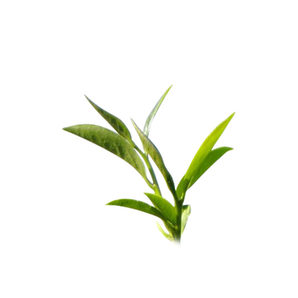 乌龙茶茶叶高清PNG透明图片，叶子元素与动植物设计素材下载