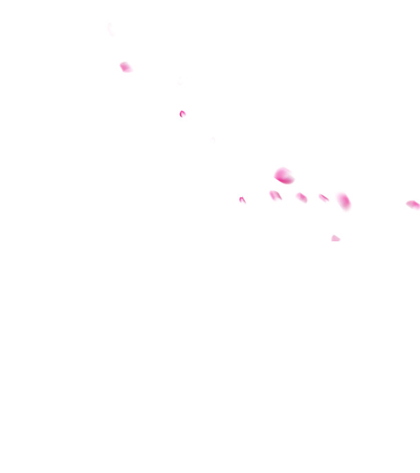 高清PNG透明花瓣背景图片，漂浮元素设计素材，免费下载