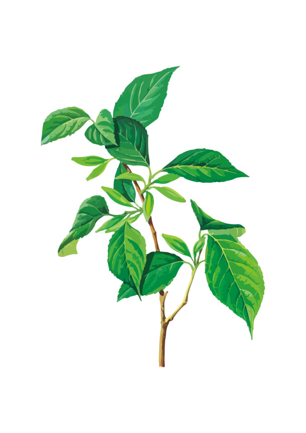杜仲叶中药材高清PNG透明图，动植物元素植物设计素材下载