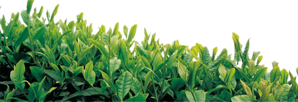 高清茶叶PNG透明图，精美植物装饰元素，设计素材免费下载