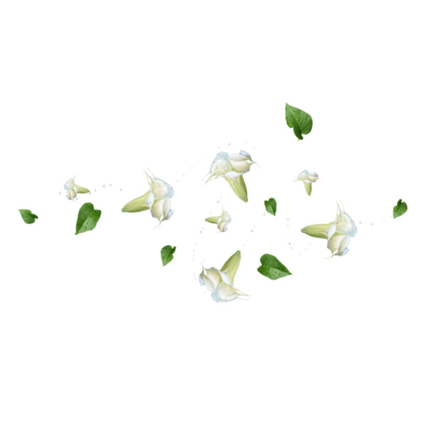 栀子花瓣PNG透明图片，高清特效设计素材，一键下载装饰元素