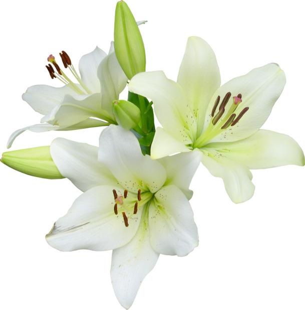 百合PNG透明图，高清装饰元素，植物设计素材下载