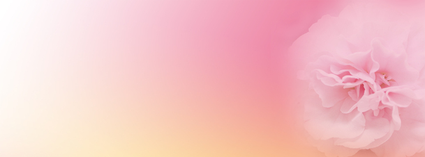 粉色花卉背景婚纱照banner，高清PNG透明素材，设计海报必备