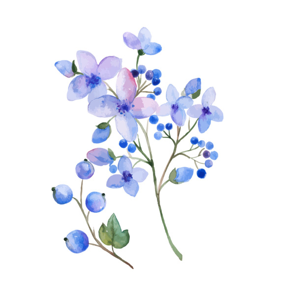 水彩风淡紫色花朵果实矢量图，高清PNG透明免扣元素，设计素材下载