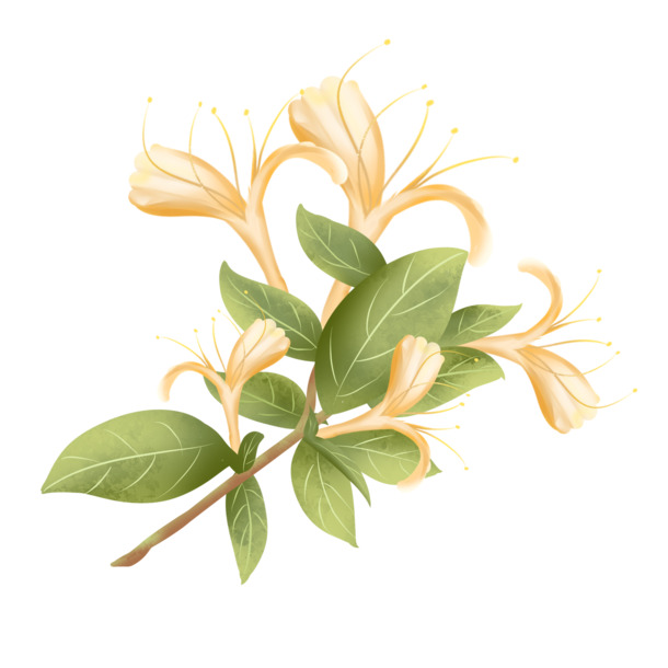金银花手绘PNG透明图，彩色高清动植物元素，设计素材下载