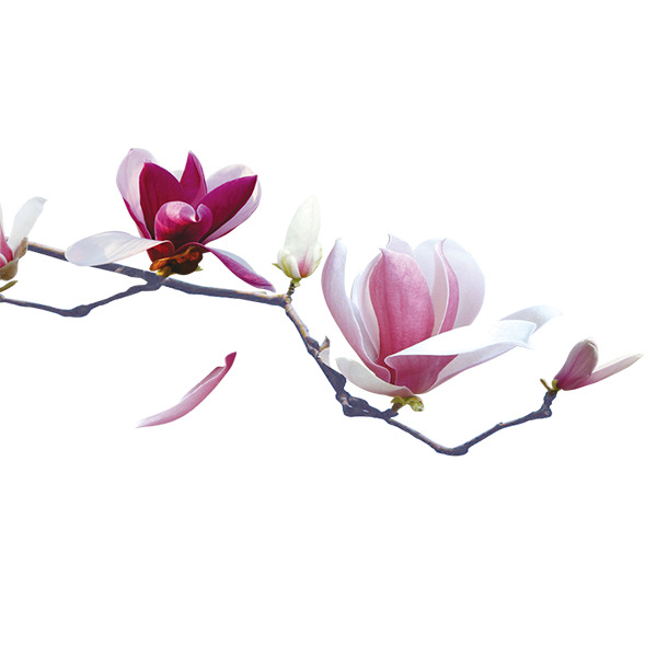 春节粉白木棉花PNG素材，高清透明动植物元素图片，免费下载