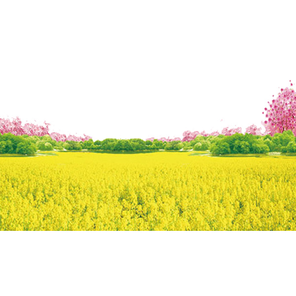 金色油菜花PNG透明图片，高清植物元素，设计素材下载