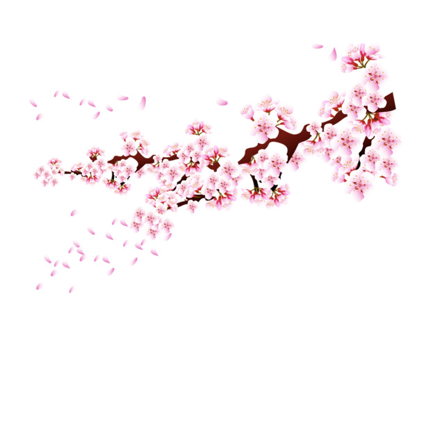 梅花PNG透明高清图，装饰元素与植物设计素材下载