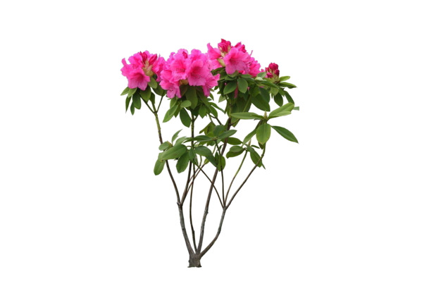 2017杜鹃花高清PNG透明图，动植物元素植物图片素材免费下载