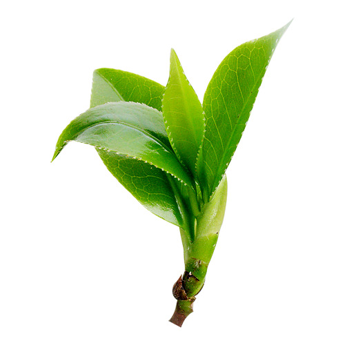 新鲜茶叶嫩芽PNG透明图，动植物元素植物设计素材高清下载