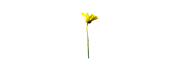 小花、菊花PNG透明图片素材，高清花瓣漂浮元素，免费下载