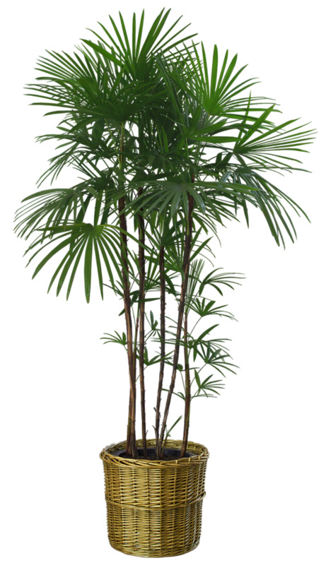 高清PNG透明植物盆景素材，精美装饰元素，设计必备，免费下载