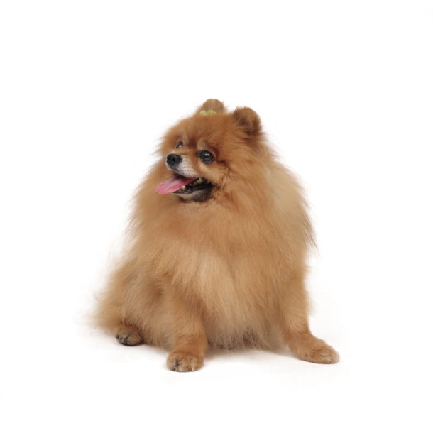 金毛犬高清PNG透明图，精美动物装饰素材，免费下载