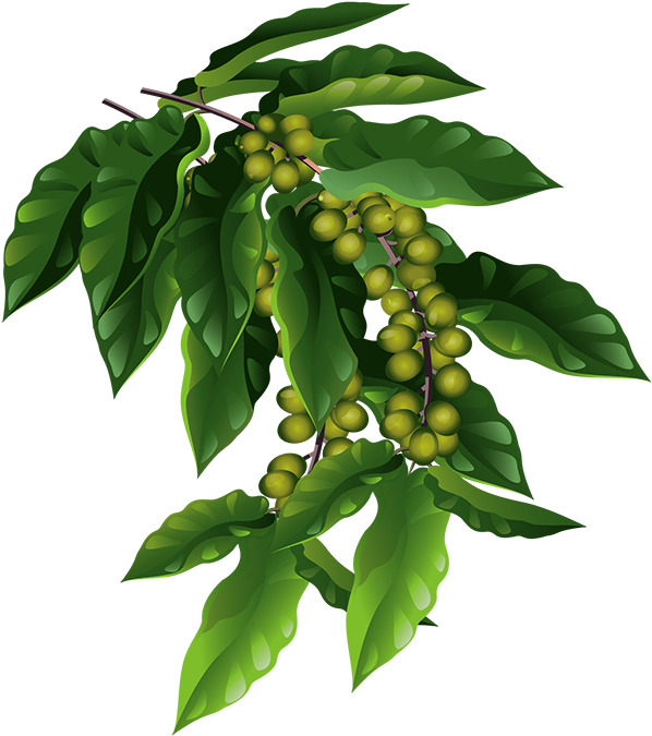 手绘矢量咖啡豆树插画，高清PNG透明图，动植物元素设计素材下载
