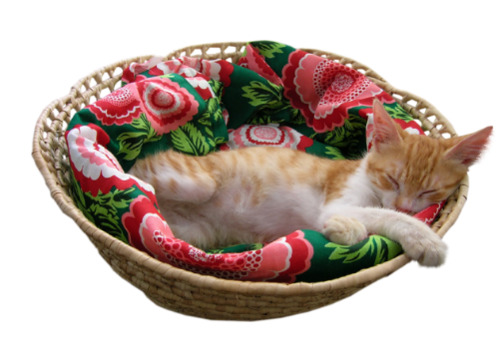 高清PNG透明图片，小猫咪睡姿素材，免抠动植物元素，设计必备下载