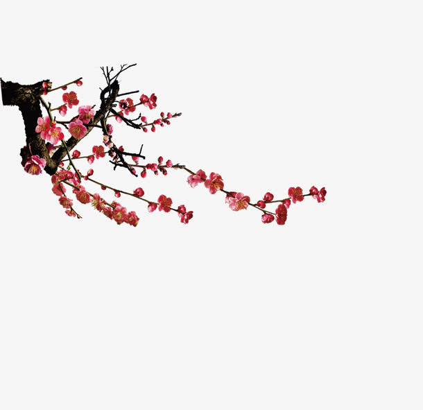 梅花PNG透明图，高清装饰元素，植物设计素材下载
