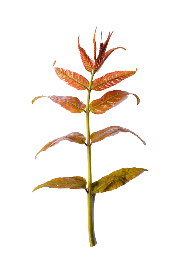 椿树嫩芽PNG透明图片，动植物元素植物素材，高清下载