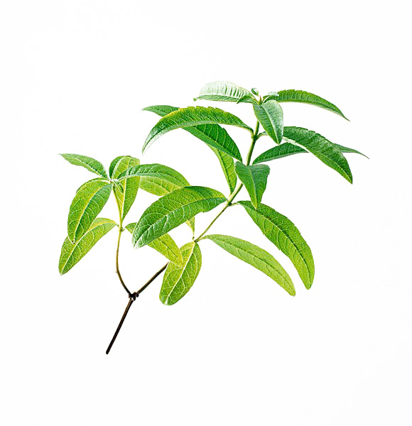 马鞭草PNG透明图片免费下载，高清动植物元素，设计素材一网打尽