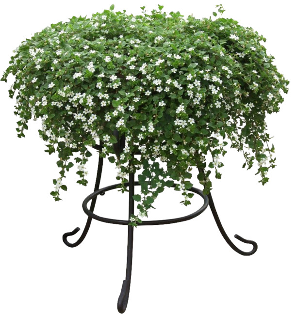 绿色植物家具花架PNG透明图片，高清动植物元素设计素材免费下载
