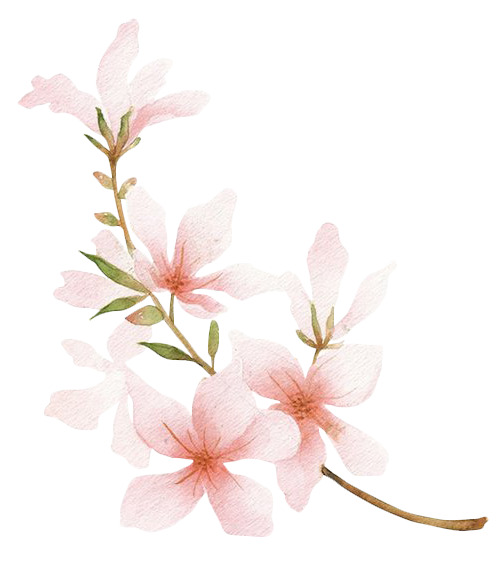 桃花PNG透明图，高清装饰花纹，设计素材免费下载