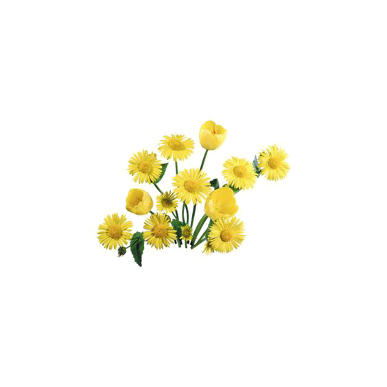 动植物元素PNG透明图，花色花朵高清植物图片设计素材下载