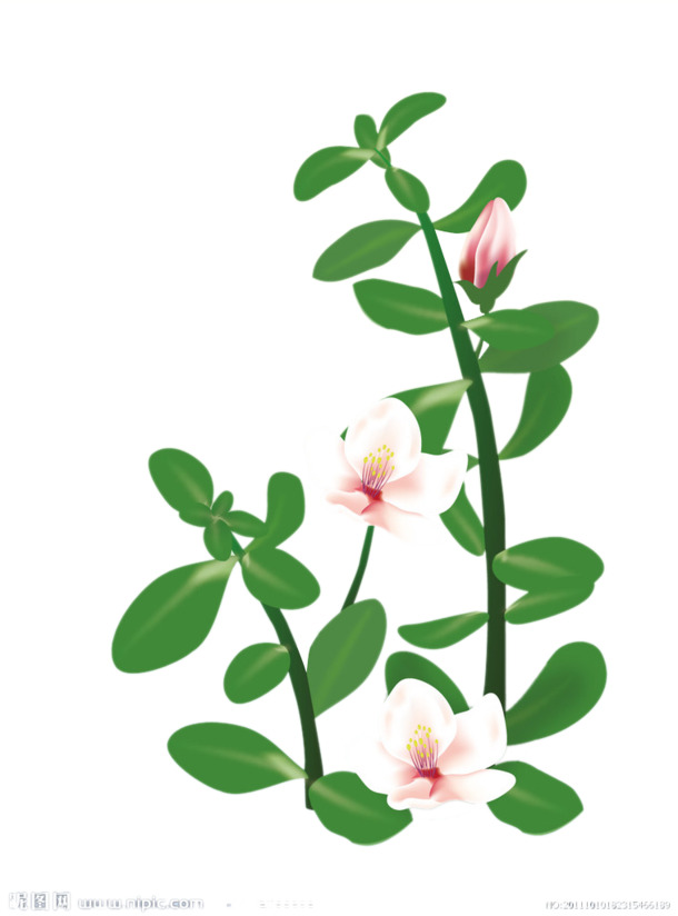 高清PNG透明马齿苋开花素材，精美装饰花纹，设计必备，免费下载
