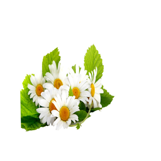 高清PNG透明菊花图案，漂浮花瓣设计素材，免费下载