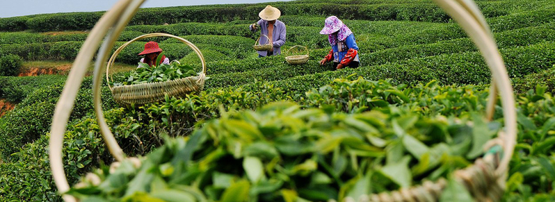 茶园美景高清JPG摄影，风景图片素材，免费下载
