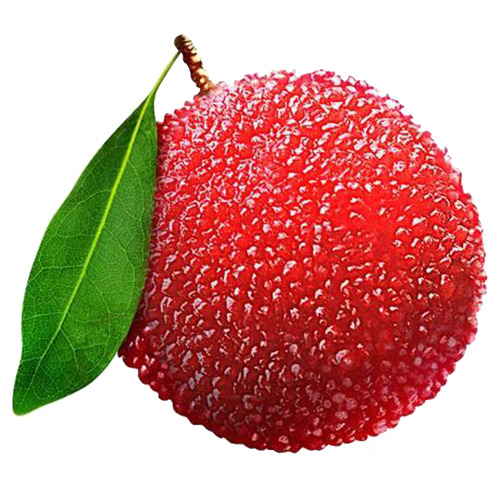 杨梅高清PNG透明图片，动植物元素植物设计素材下载