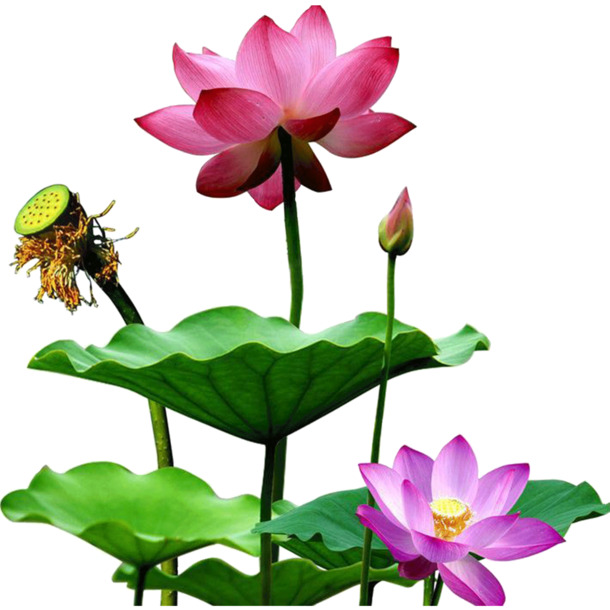 花卉专辑，精选动植物PNG透明图片，动物元素设计素材下载
