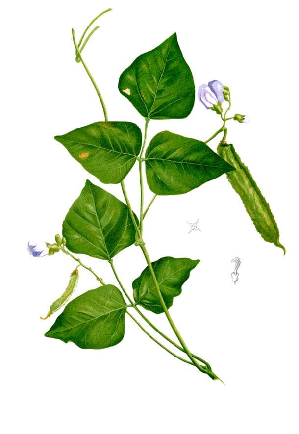 豌豆植株PNG透明图，动植物元素设计素材高清下载