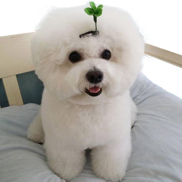 比熊犬戴头饰PNG透明图，高清动植物元素设计素材下载