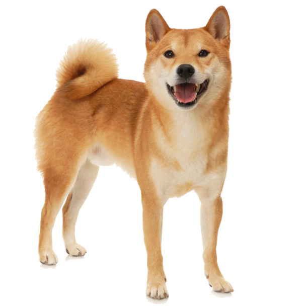 甜笑柴犬PNG素材，高清透明图片，动物装饰元素设计下载