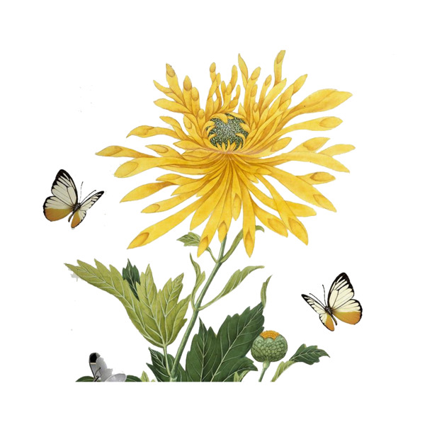 手绘菊花高清PNG素材，动植物元素背景画，透明图片设计资源下载