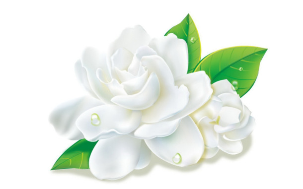 茉莉花PNG透明图，精美植物装饰元素，高清设计素材下载