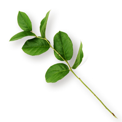 小小树叶高清PNG素材，透明动植物元素，设计必备下载