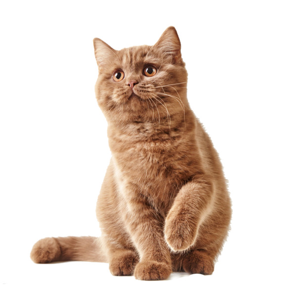 猫咪高清PNG透明图，可爱动植物元素，设计素材一键下载