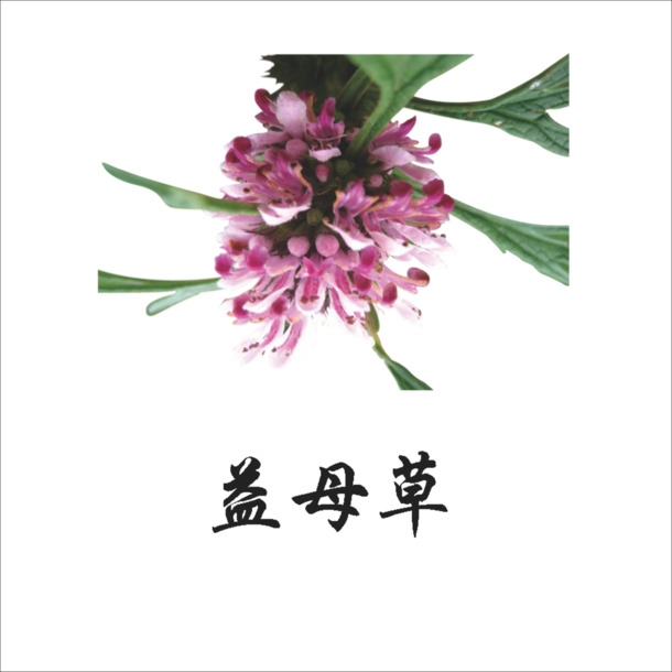 益母草PNG透明图，高清动植物元素，植物设计素材下载