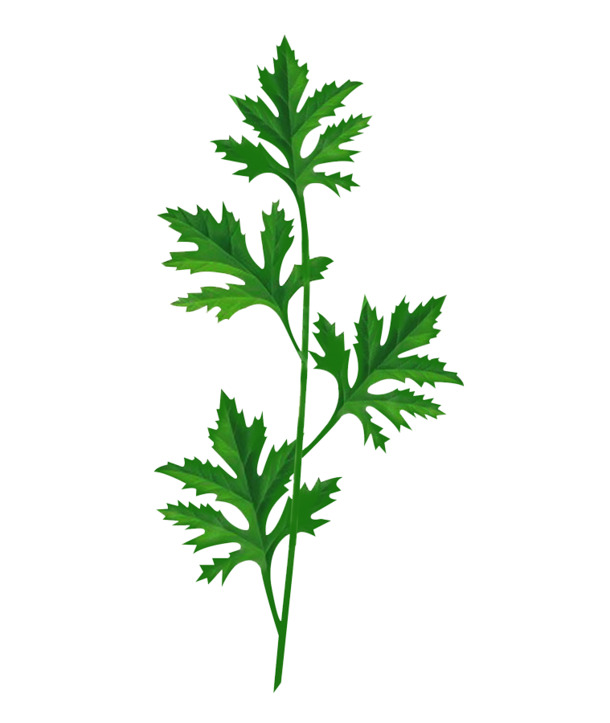 艾草PNG透明图片，动植物元素丰富，高清设计素材下载