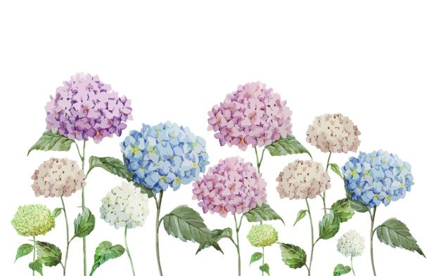 手绘绣球花PNG透明图，高清装饰元素，图案设计素材下载