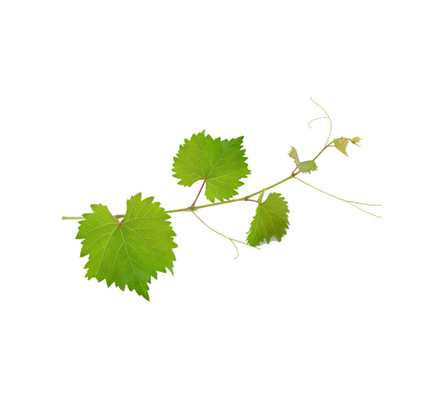 高清PNG葡萄叶透明图片，动植物元素设计素材免费下载